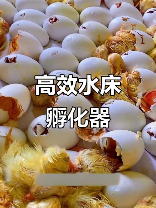 种鹅蛋恒温孵化技术中，如何精准调控温湿度以提高孵化率并降低雏鹅畸形率？-图2