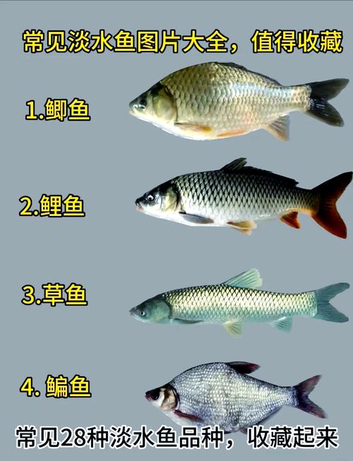 淡水鱼品种繁多,常见与特色养殖品种有哪些?不同品种的饲养难度和水质要求有何差异?-图1 淡水鱼品种繁多,常见与特色养殖品种有哪些?不同品种的饲养难度和水质要求有何差异?-图1