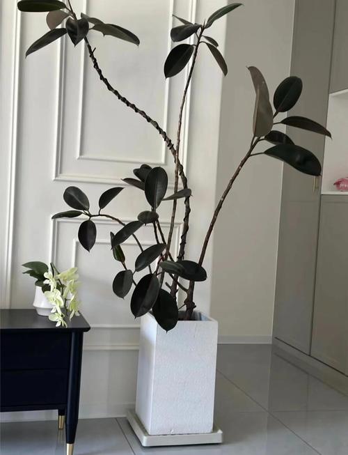 橡皮树哪个品种颜值最高?不同品种的叶片形态、颜色差异有多大?-图1 橡皮树哪个品种颜值最高?不同品种的叶片形态、颜色差异有多大?-图1