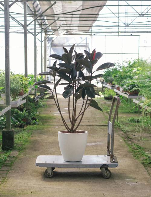 橡皮树哪个品种颜值最高?不同品种的叶片形态、颜色差异有多大?-图2 橡皮树哪个品种颜值最高?不同品种的叶片形态、颜色差异有多大?-图2