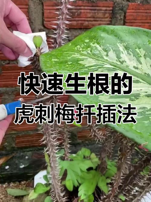 梅花嫁接插条如何高效养殖？-图3