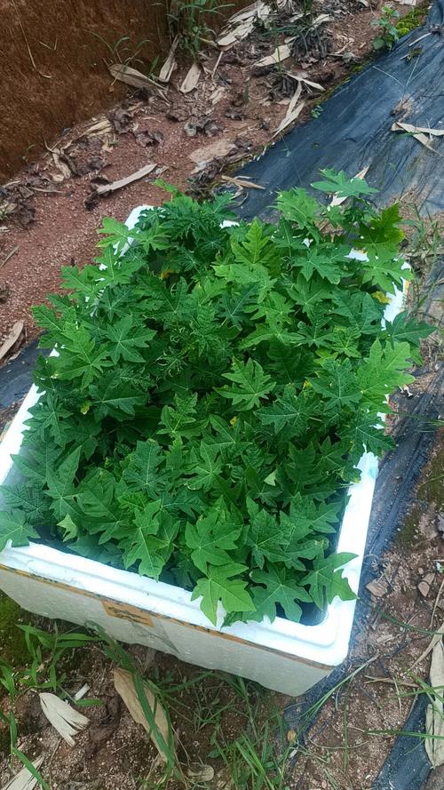 盆栽木瓜怎么种？关键技巧有哪些？-图2