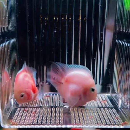 湖北胭脂鱼苗养殖技术要点有哪些？-图2