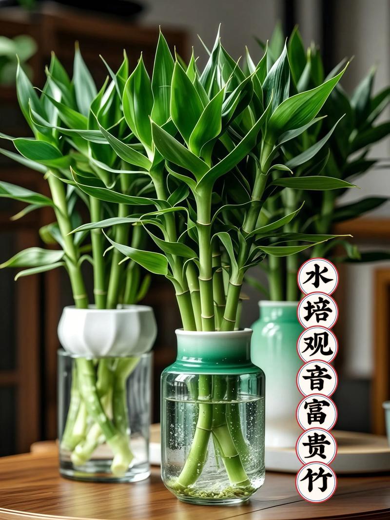 水培富贵竹哪个品种最好养？-图2