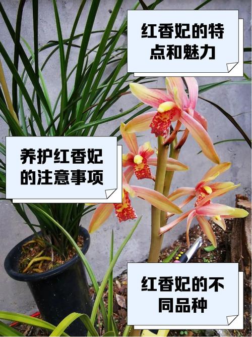 惠兰品种价格差异大？-图3