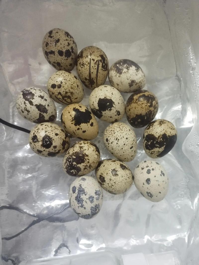 哪种鹌鹑品种产蛋量最高?-图3 哪种鹌鹑品种产蛋量最高?-图3