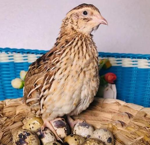 哪种鹌鹑品种产蛋量最高?-图1 哪种鹌鹑品种产蛋量最高?-图1