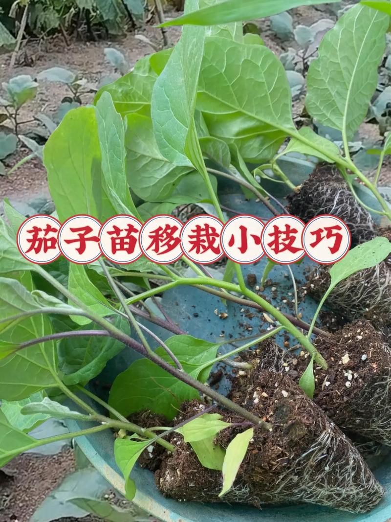 早春茄子密植如何高产稳产？-图3