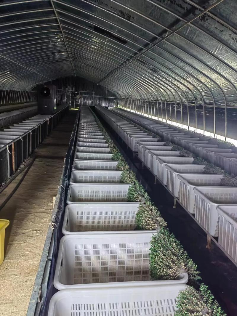 大棚渔业养殖技术培训有何要点？-图1