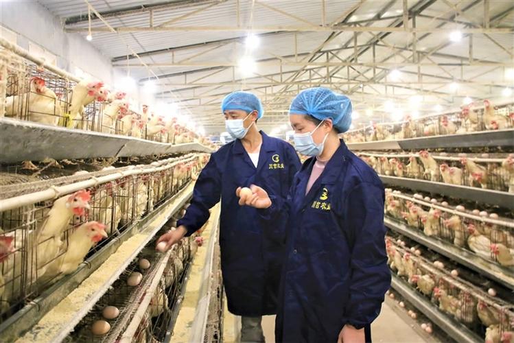 上门养殖蛋鸡技术指导,具体怎么操作?-图1 上门养殖蛋鸡技术指导,具体怎么操作?-图1