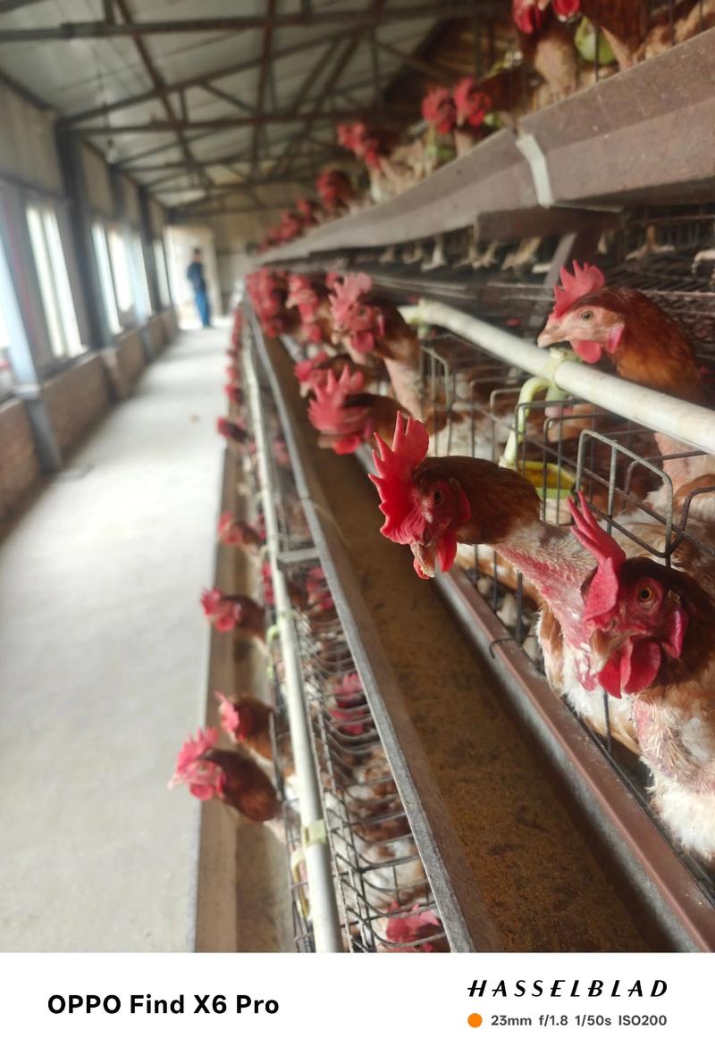 上门养殖蛋鸡技术指导，具体怎么操作？-图2