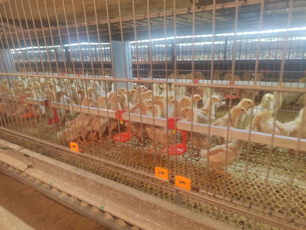 上门养殖蛋鸡技术指导,具体怎么操作?-图3 上门养殖蛋鸡技术指导,具体怎么操作?-图3