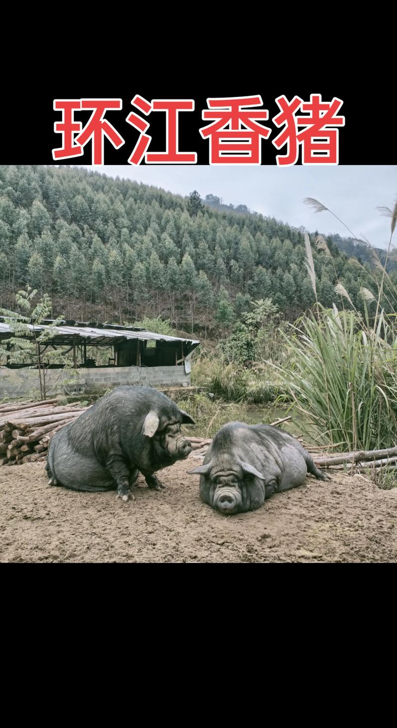 香猪生态养殖技术视频要点有哪些？-图2