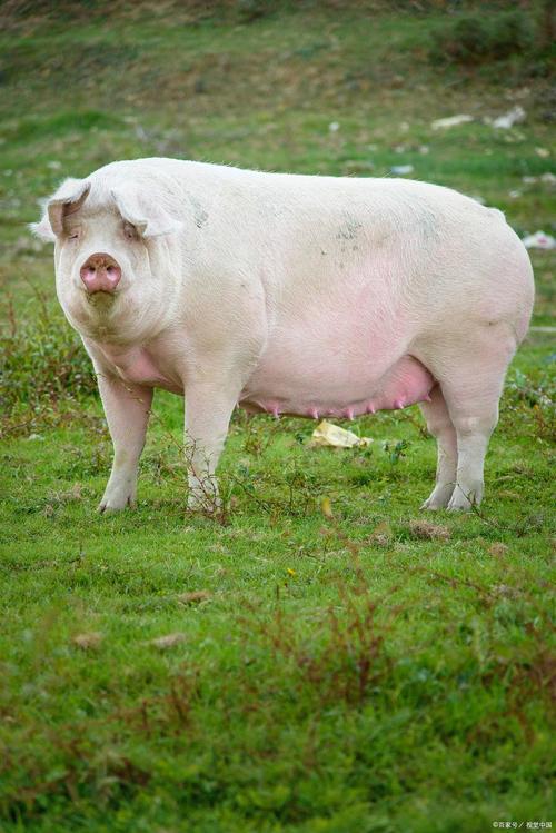 母猪好养品种怎么选?-图1 母猪好养品种怎么选?-图1