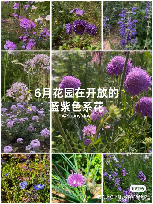 松叶菊新品种培育有何关键技巧？-图3