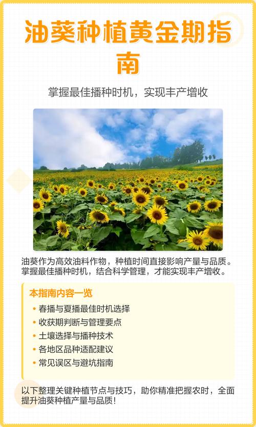 夏季油葵种植技术要点有哪些?-图2 夏季油葵种植技术要点有哪些?-图2