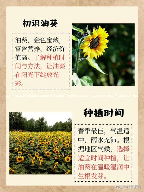 夏季油葵种植技术要点有哪些?-图1 夏季油葵种植技术要点有哪些?-图1