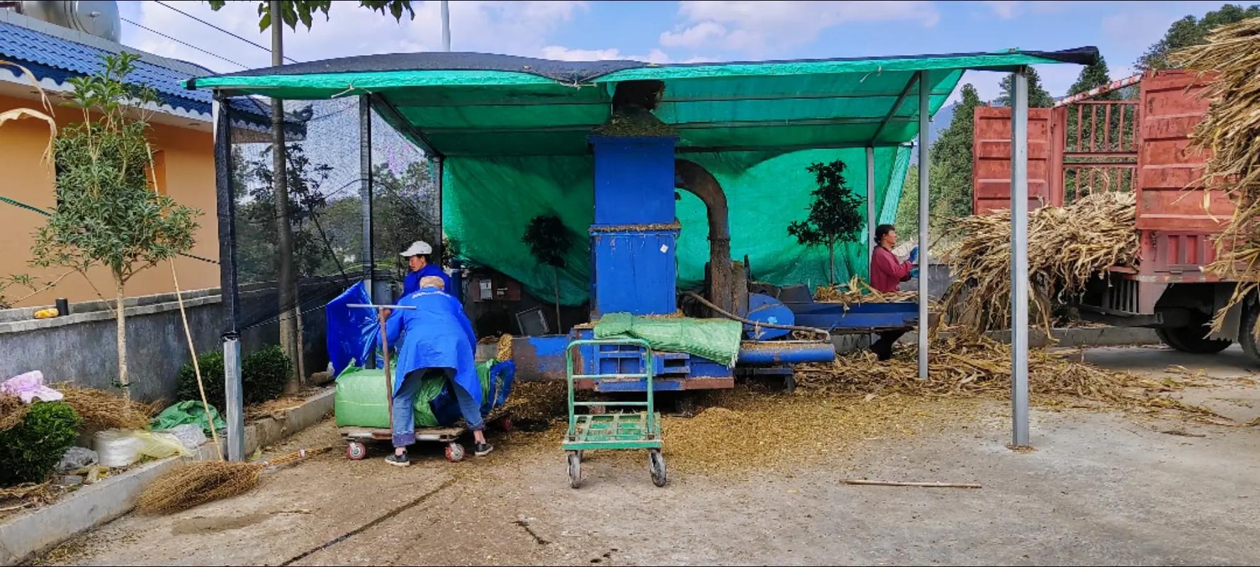 黄贮秸秆视频怎么做?技术要点有哪些?-图1 黄贮秸秆视频怎么做?技术要点有哪些?-图1