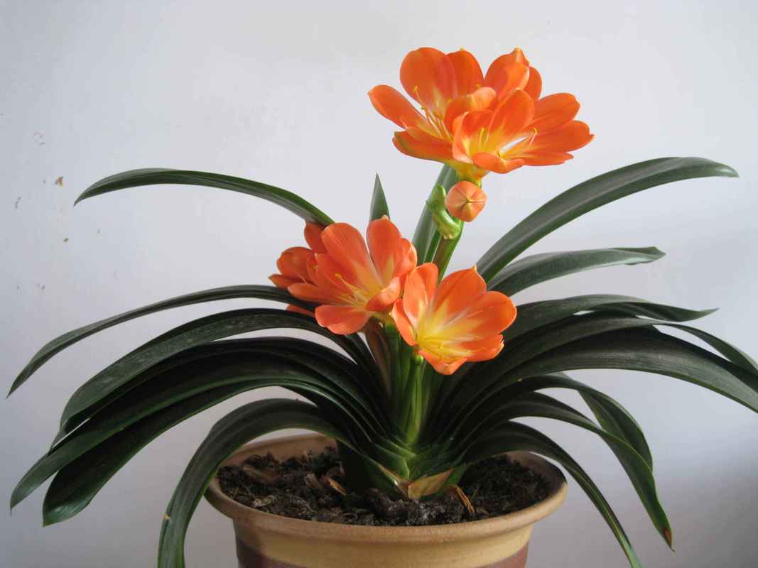 君子兰什么品种好？选购指南看这里！-图1