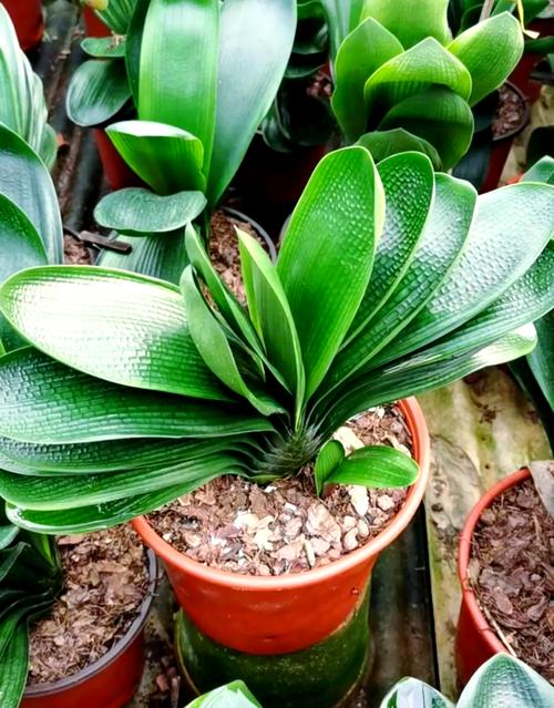 君子兰什么品种好？选购指南看这里！-图2