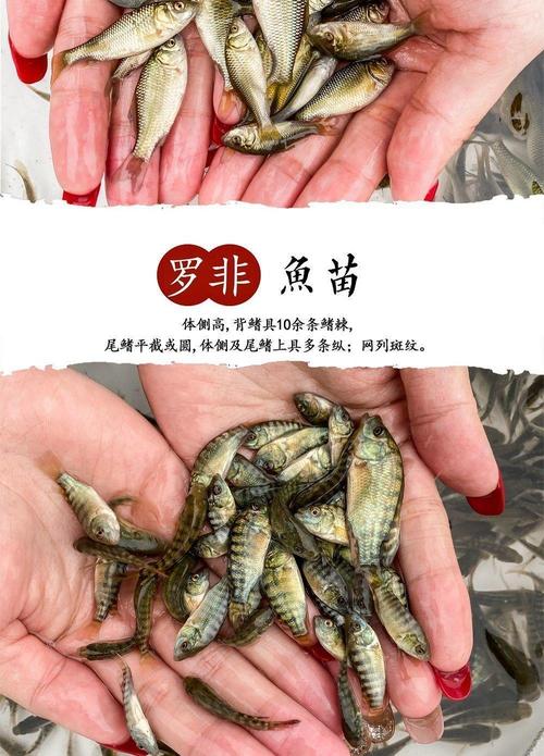 福寿鱼养殖利润高吗？技术难点有哪些？-图2