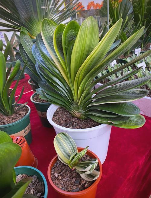 家庭养什么君子兰品种好？-图2