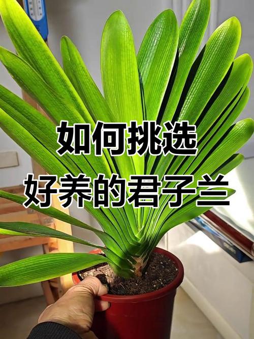 家庭养什么君子兰品种好？-图3