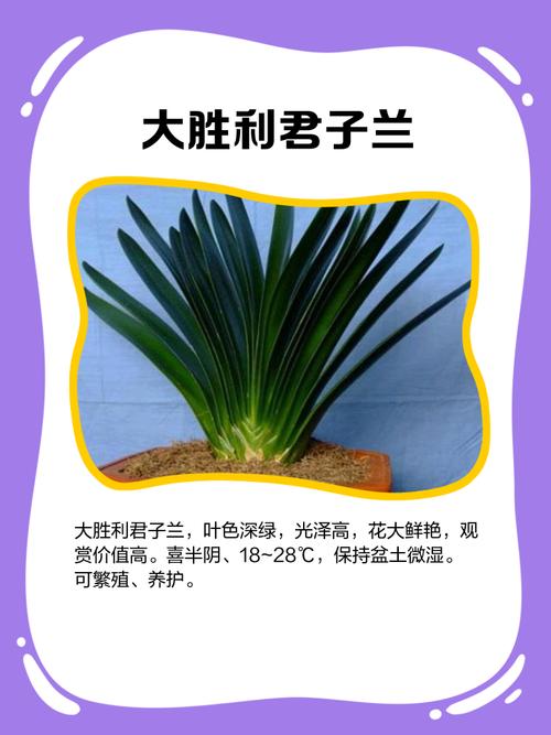 家庭养什么君子兰品种好？-图1