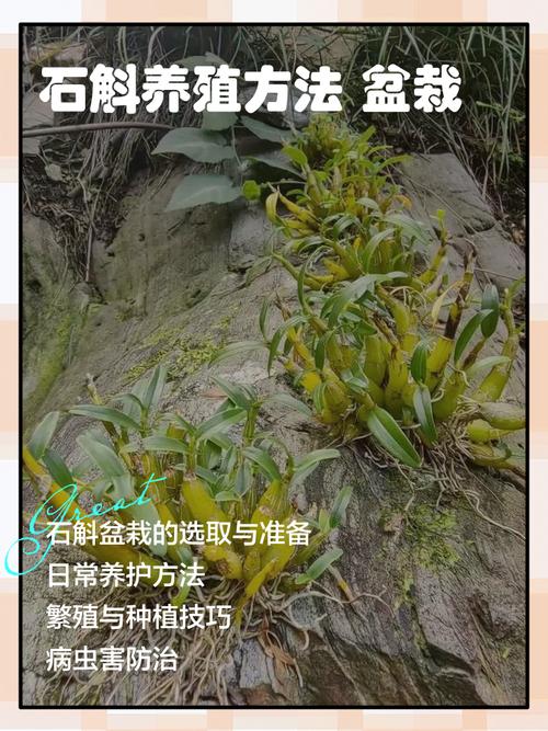 铁皮石斛种植技术有哪些关键点?-图2 铁皮石斛种植技术有哪些关键点?-图2