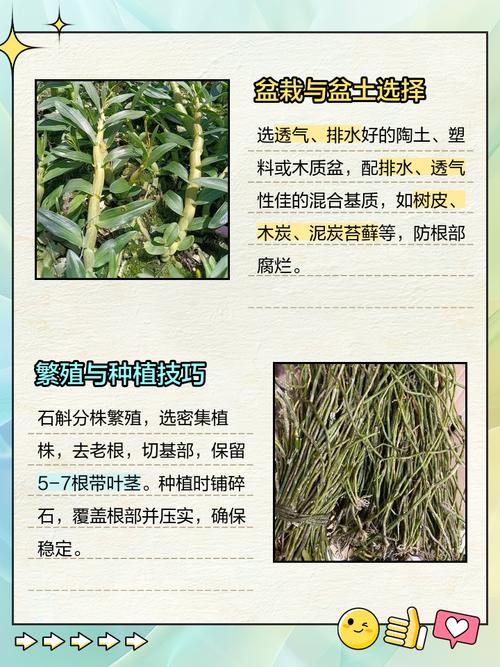 铁皮石斛种植技术有哪些关键点?-图3 铁皮石斛种植技术有哪些关键点?-图3