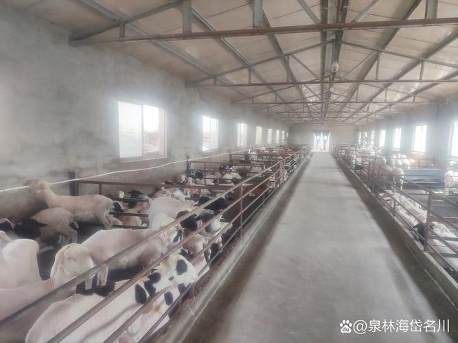 山羊养殖如何助农致富?-图3 山羊养殖如何助农致富?-图3