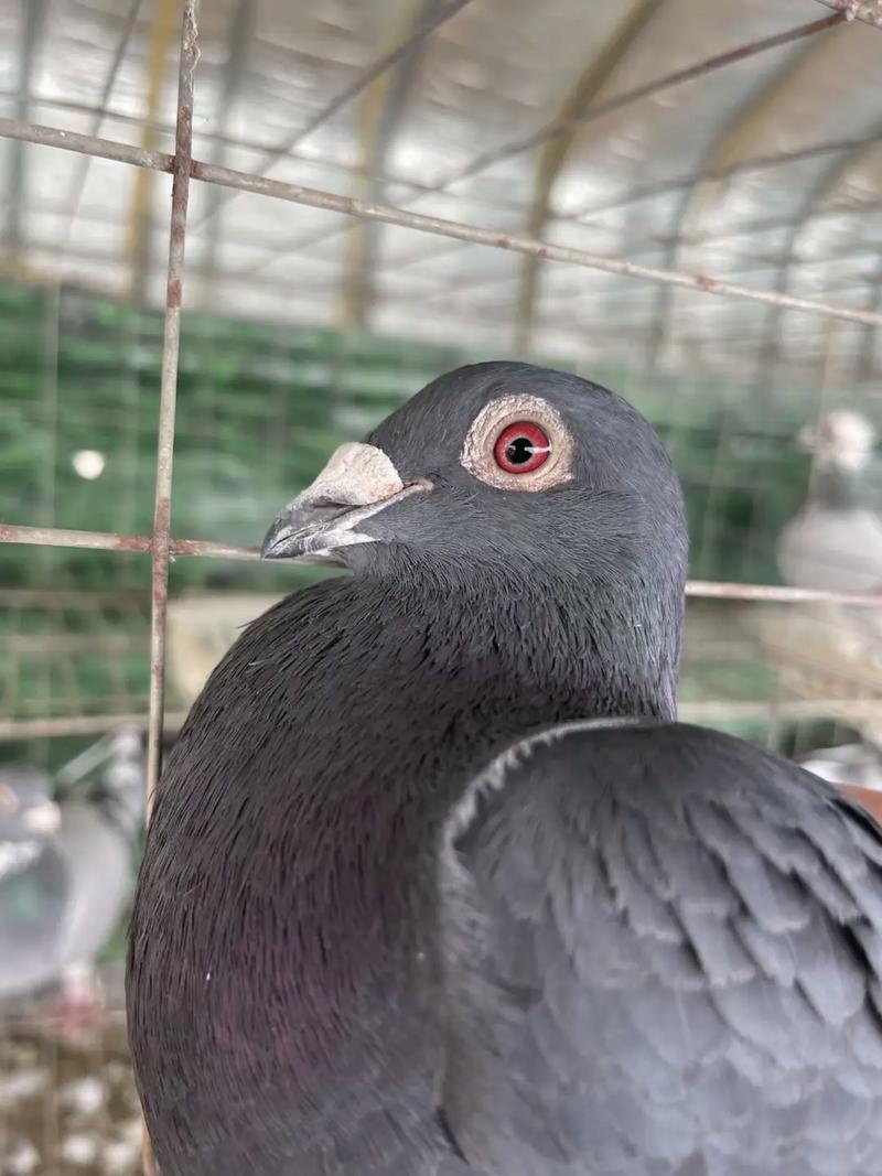 单县有养殖品种鸽的吗？-图2