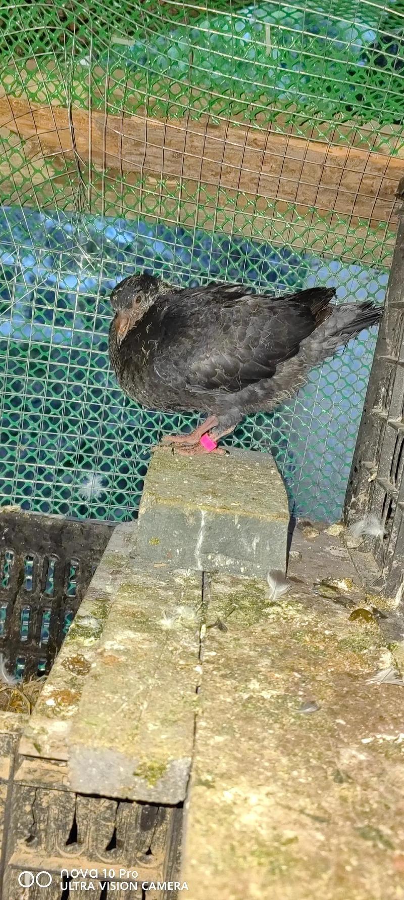 单县有养殖品种鸽的吗？-图3