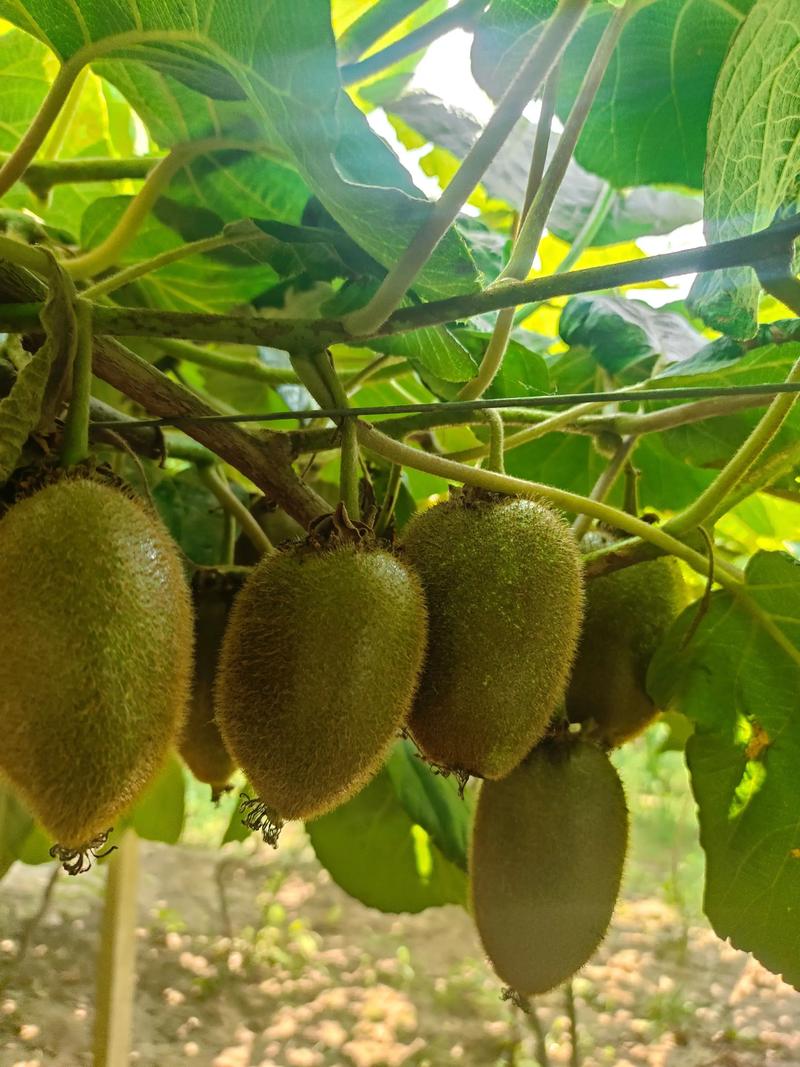 哪种猕猴桃品种最具市场前景？-图3