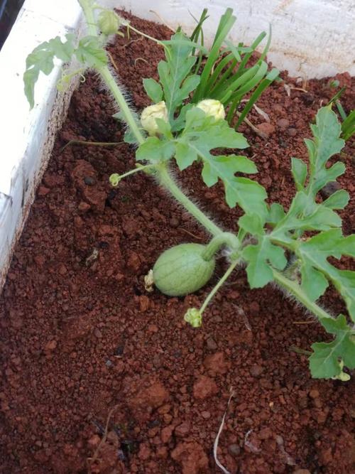 西瓜授粉后结果期如何精细管理?-图2 西瓜授粉后结果期如何精细管理?-图2