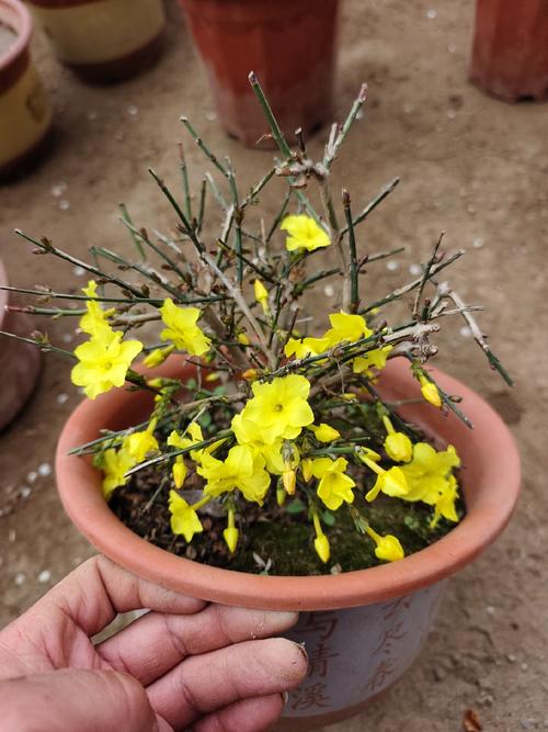 迎春花品种有哪些?附图片对比?-图1 迎春花品种有哪些?附图片对比?-图1