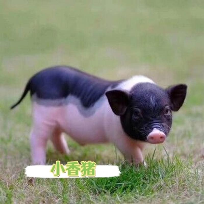 耳朵小的猪是什么品种？-图3