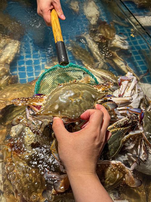 池养毛蟹技术要点有哪些？-图3