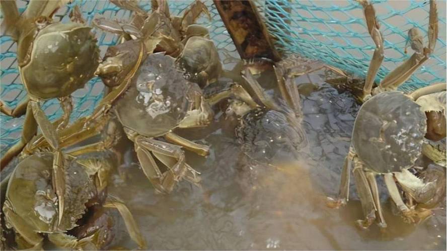 池养毛蟹技术要点有哪些？-图2