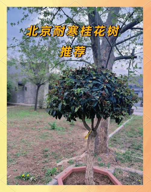 北京适合栽种哪些桂花品种?-图1 北京适合栽种哪些桂花品种?-图1