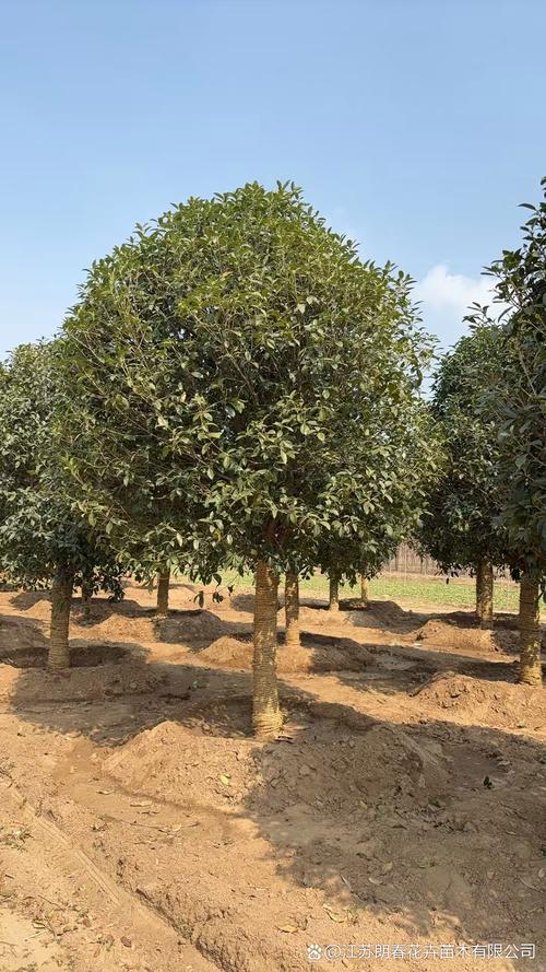 北京适合栽种哪些桂花品种？-图3