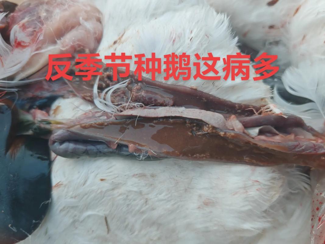 反季节鹅养殖技术视频有哪些要点?-图2 反季节鹅养殖技术视频有哪些要点?-图2