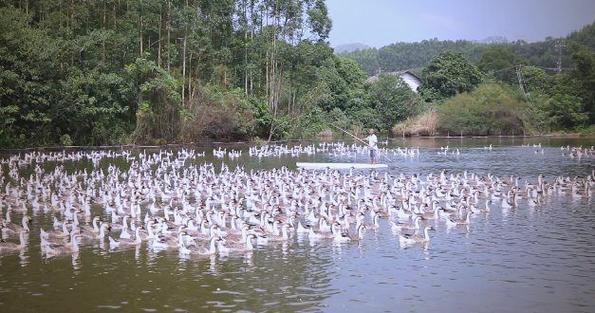 反季节鹅养殖技术视频有哪些要点?-图1 反季节鹅养殖技术视频有哪些要点?-图1