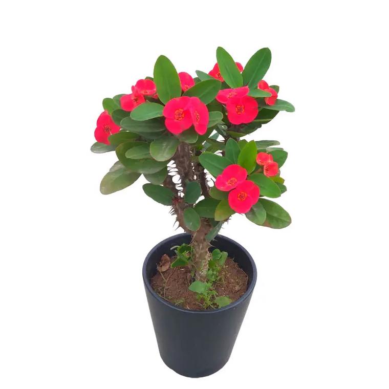 大叶虎刺梅品种到底有多少？-图1