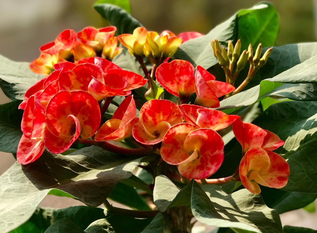 大叶虎刺梅品种到底有多少？-图2