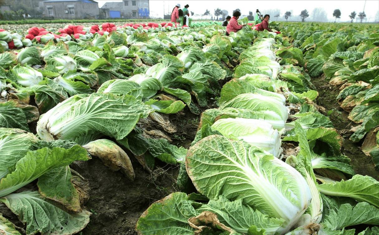 春季白菜种植视频有哪些关键技巧？-图1