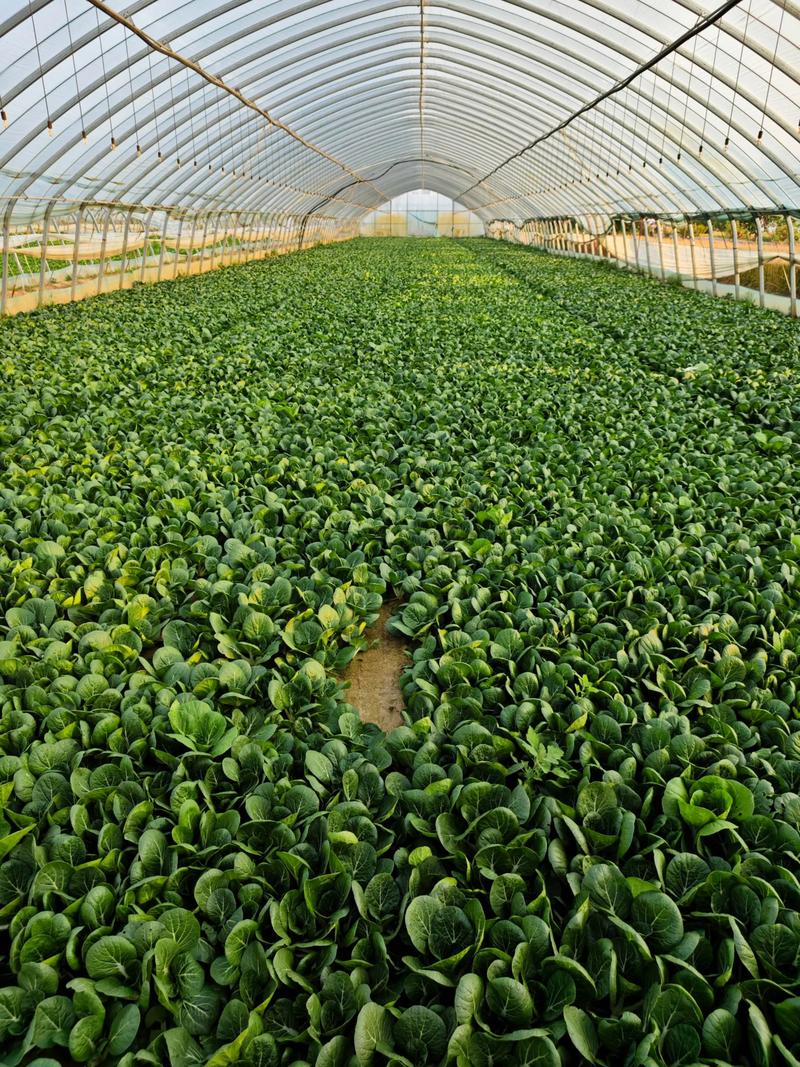 春季白菜种植视频有哪些关键技巧？-图2