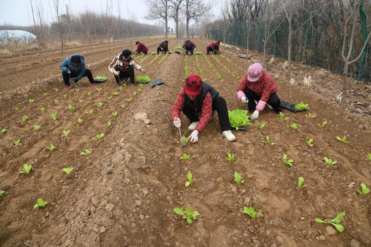 春季白菜种植视频有哪些关键技巧？-图3