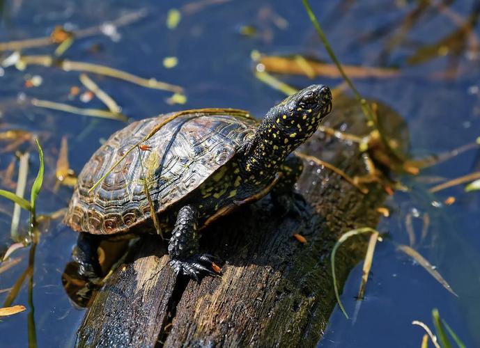 哪些水龟适合池塘养殖？-图3