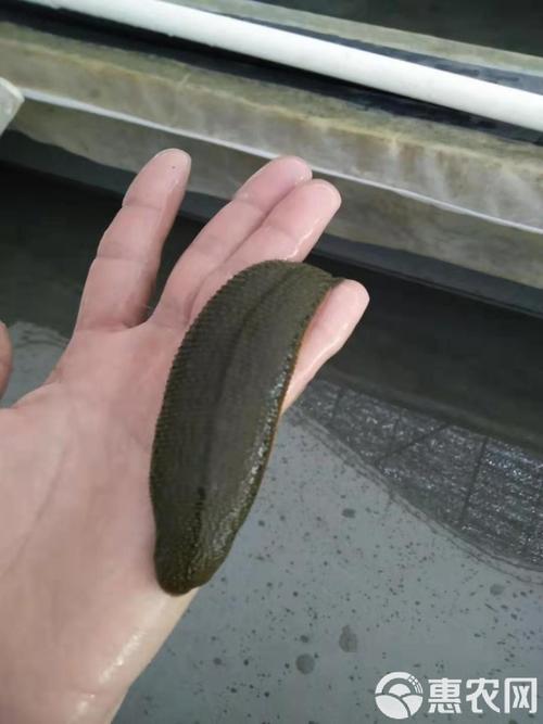 人工菲牛水蛭养殖技术要点有哪些？-图2